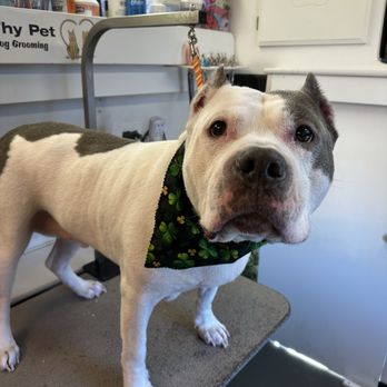 Luv Thy Pet Mobile Pet Grooming - Pet Groomers Near Me Luv Thy Pet Mobile Pet Grooming - Pet Groomers Near Me