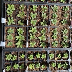 North River Greenhouse & Landscaping - Baby plants
