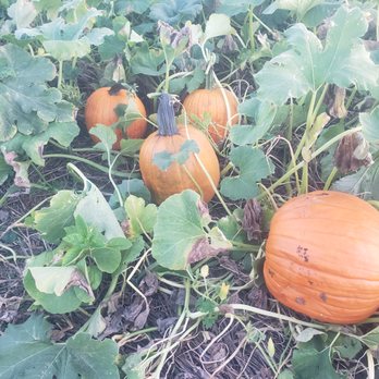 Smyser's Farm - Stop by and see whats in season at Smysers - Farms Near Me - York, Pennsylvania Smyser's Farm - Stop by and see whats in season at Smysers - Farms Near Me - York, Pennsylvania