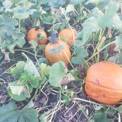 Smyser's Farm - Stop by and see whats in season at Smysers