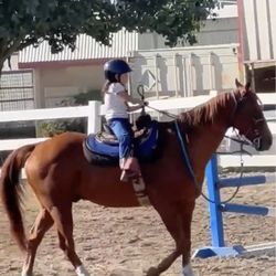 Blue Bandida Horse Training & Lessons - Our clients love their lessons on Cash.
