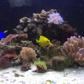 Fishy Fish Fish - Aquariums Near Me - San Clemente, California