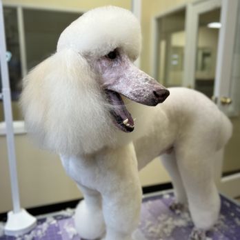 Haus of dogs - Pet Groomers Near Me - Phoenix, Arizona Haus of dogs - Pet Groomers Near Me - Phoenix, Arizona