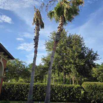 Nec Tree Service - Before - Tree Services Near Me Nec Tree Service - Before - Tree Services Near Me