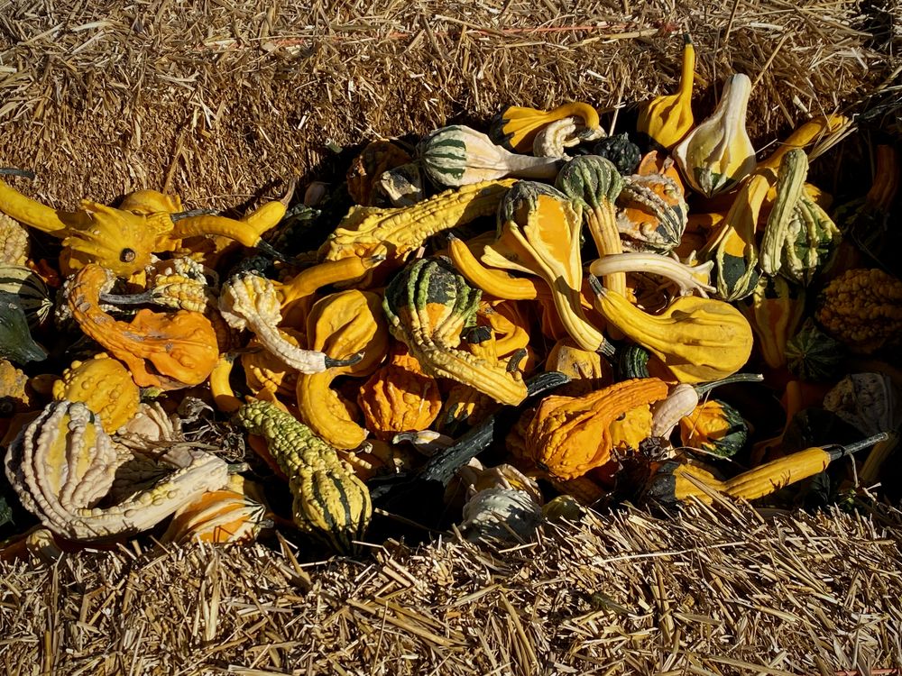 Pumpkin's Galore Logo