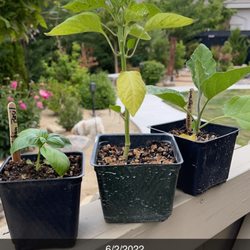 Bonsai Blue Market - Promising...