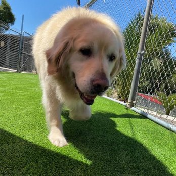 Club K9 - Pet Boarding Near Me - Sunol, California Club K9 - Pet Boarding Near Me - Sunol, California