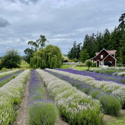 Purple Haze Lavender Farm