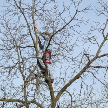 Ozark Tree and Landscape - Tree Services Near Me - Barnett, Missouri