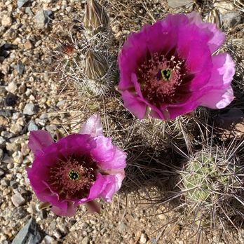 Saguaro National Park - Hedgehog Cactus - Freeman Homestead Nature Trail - Parks Near Me - Tucson, Arizona Saguaro National Park - Hedgehog Cactus - Freeman Homestead Nature Trail - Parks Near Me - Tucson, Arizona