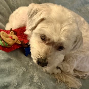 Perfect Pet Salon - Thanks Stella, Dip looks so great! - Pet Groomers Near Me - Concord, California Perfect Pet Salon - Thanks Stella, Dip looks so great! - Pet Groomers Near Me - Concord, California