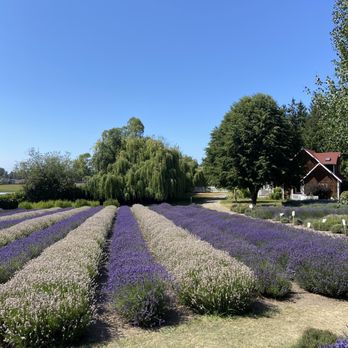 Purple Haze Lavender Farm - Flowers & Gifts Near Me - Sequim, Washington Purple Haze Lavender Farm - Flowers & Gifts Near Me - Sequim, Washington