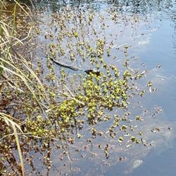 Baby Alligator