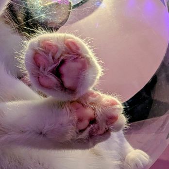 Cat Cafe Maui - Pinky toe beans - Pet Adoption Near Me - Kahului, Hawaii