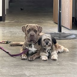 My well behaved dogs thanks to Ricky at Man-K9 My well behaved dogs thanks to Ricky at Man-K9