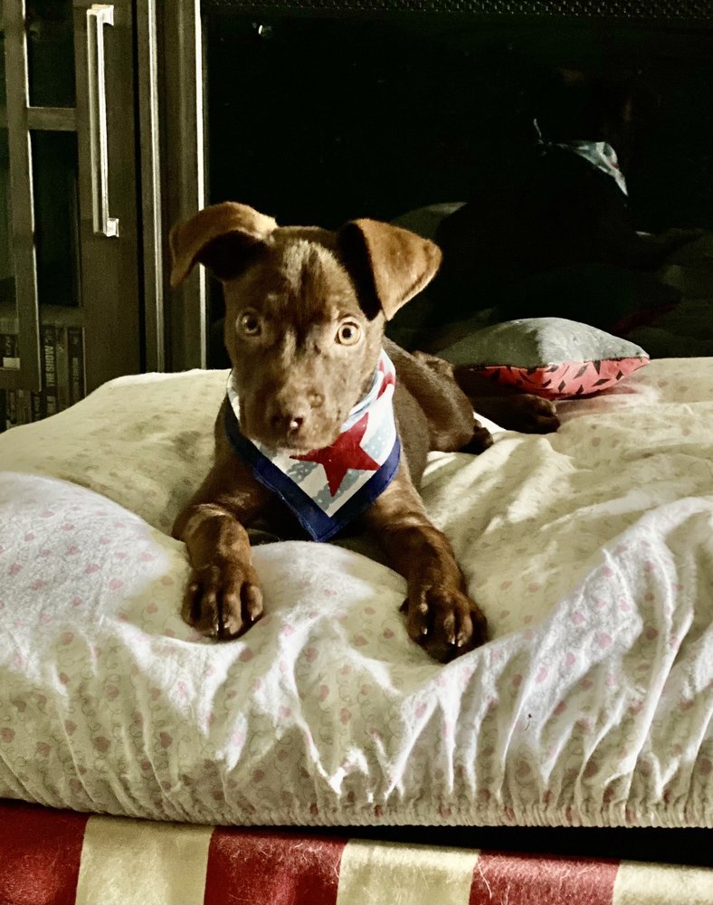 CITY OF BAYTOWN ANIMAL CONTROL & ADOPTION CENTER Updated November