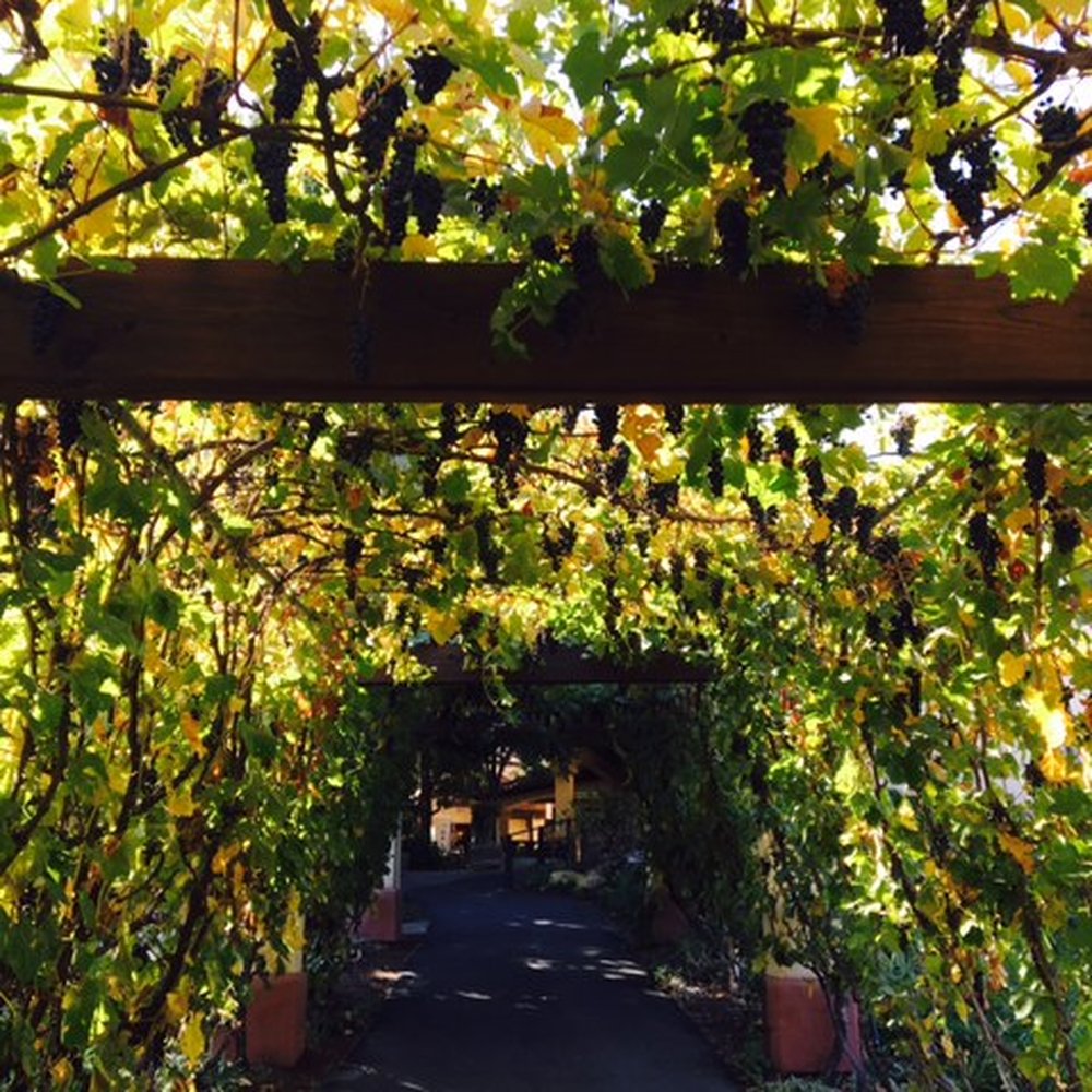 Castoro Cellars - Wineries Near Me - Templeton, California
