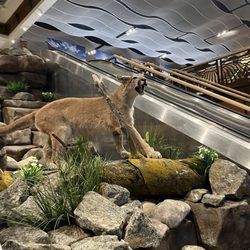 Great Falls International Airport - GTF