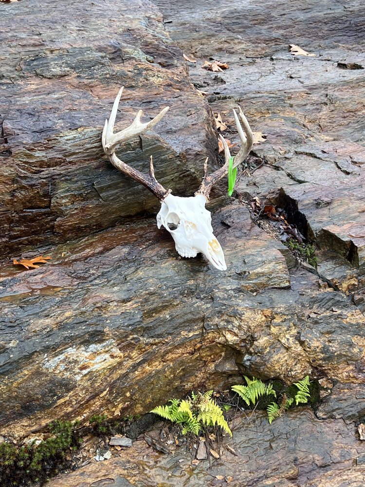 Buck Naked Bones - taxidermy in Palermo, ME