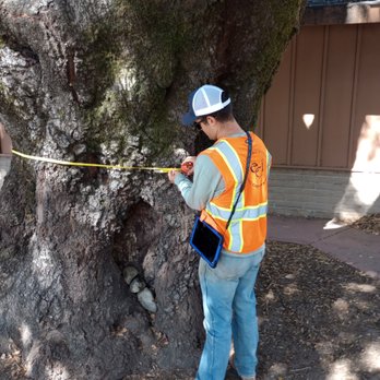Ecological Concerns - Tree assessments - Landscape Architects or Designers Near Me - Santa Cruz, California Ecological Concerns - Tree assessments - Landscape Architects or Designers Near Me - Santa Cruz, California