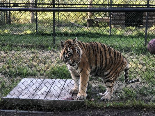 The Catty Shack Ranch Wildlife Sanctuary by null