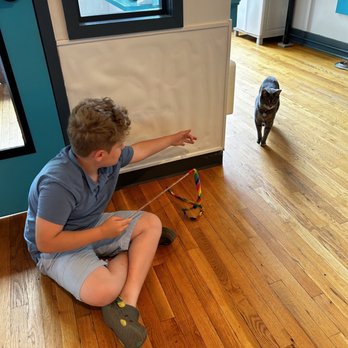 Crooked Tail Cat Cafe - Pet Adoption Near Me - Greensboro, North Carolina