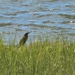 Isle of Wight - Green Heron