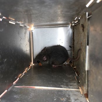 Friendly Pest Control - Caught this little guy in a one-way exit. He was released out in the forest, far from homes. - Pest Control Near Me - Payson, Arizona