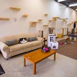 Lily Pad Cat Lounge