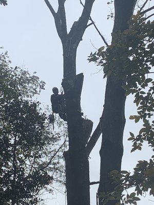 Tree Services - We offer professional tree services and are equipped for all your needs. Call us today! Tree Services - We offer professional tree services and are equipped for all your needs. Call us today!