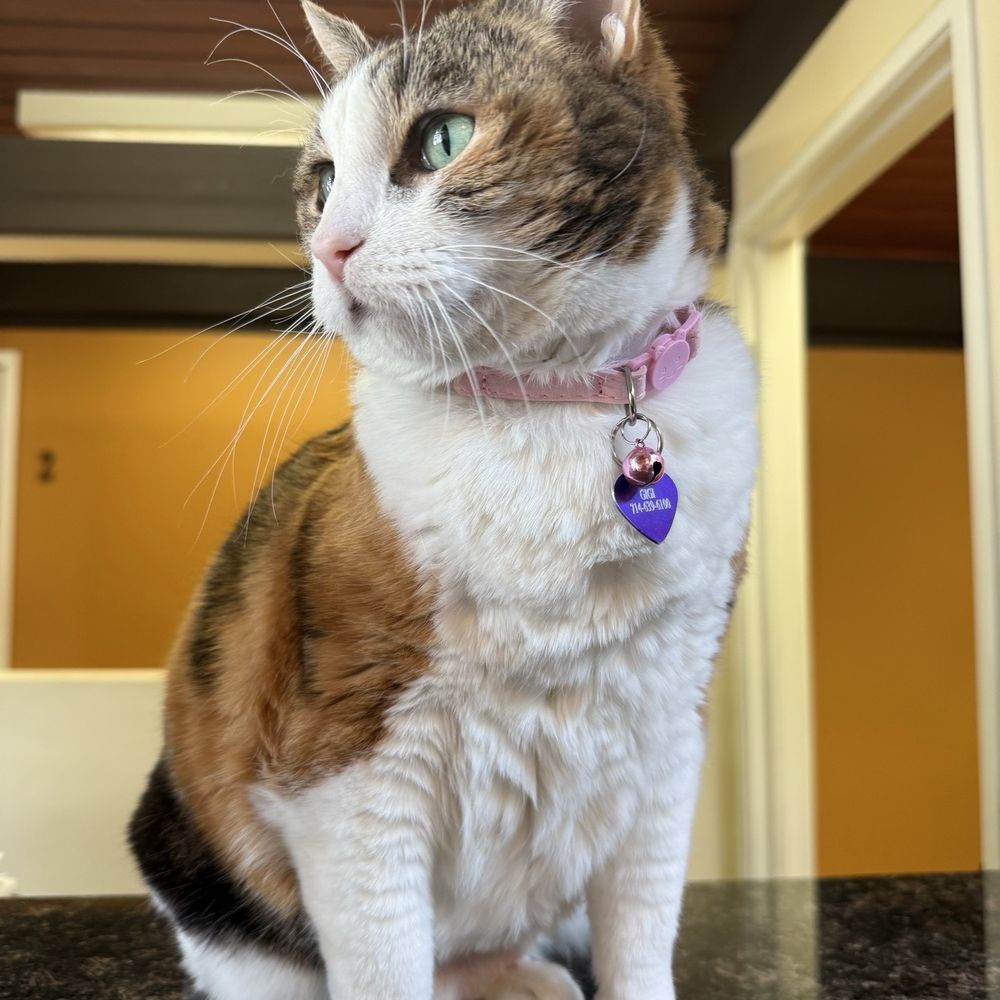 Gigi! Gigi!