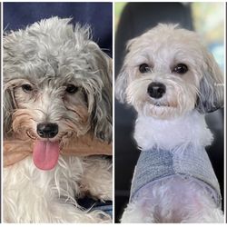 Sportsmans - I purchased this dog , the dog was 8 months old with an overbite. As you can see it's a before and after picture.