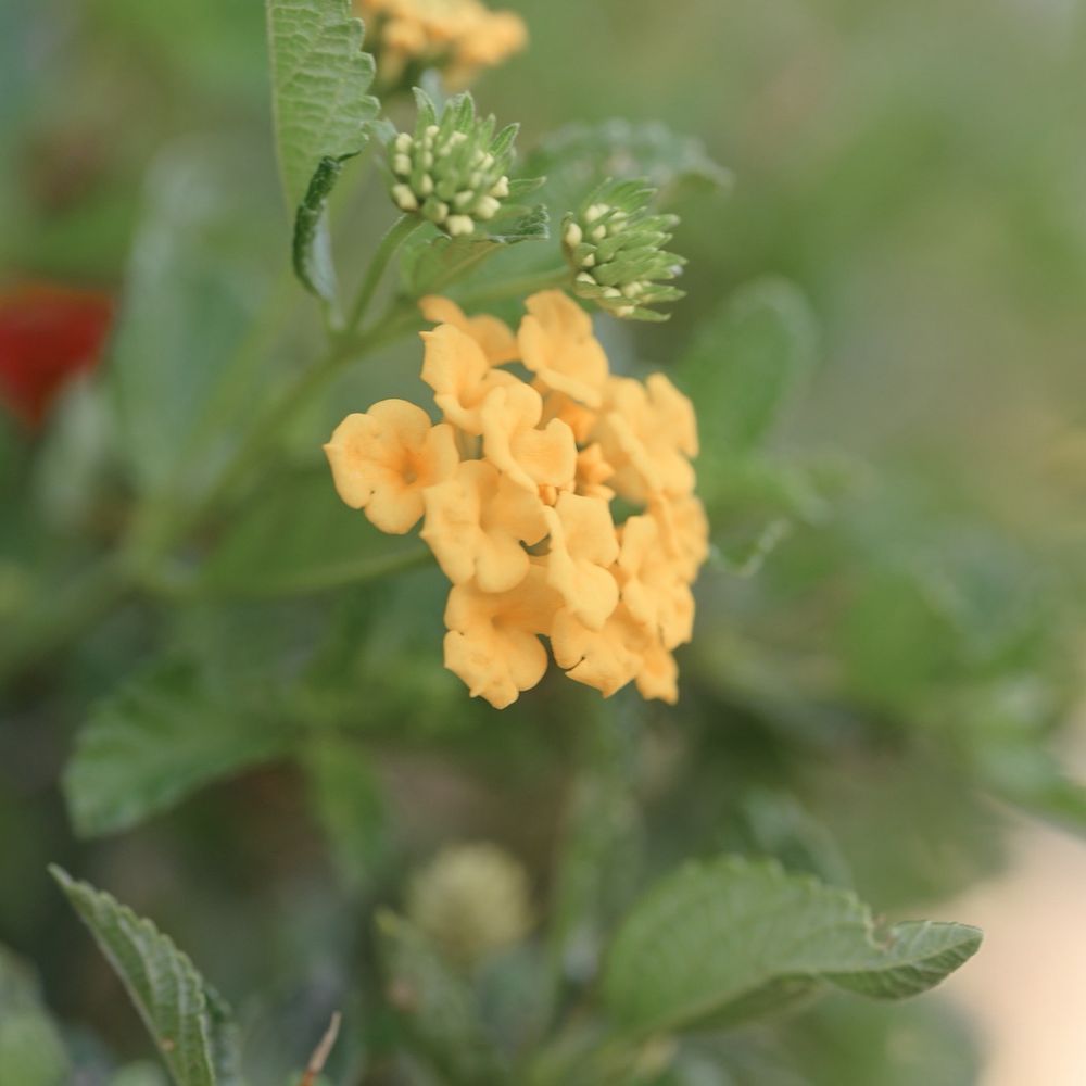 Tracy's Nursery and Gardens - Nurseries & Gardening Near Me - Tracy, California