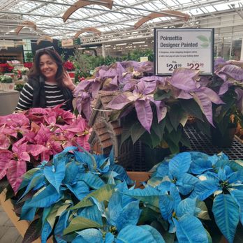 Hicks Nurseries - My lady posing in the poinsettias - Nurseries & Gardening Near Me - Westbury, New York