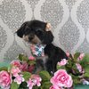 White Fang Dog Grooming gift card