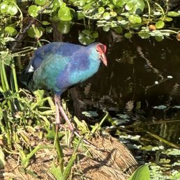 Grey headed swamphen Grey headed swamphen