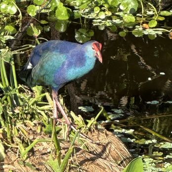 Wakodahatchee Wetlands - Grey headed swamphen - Parks Near Me - Delray Beach, Florida Wakodahatchee Wetlands - Grey headed swamphen - Parks Near Me - Delray Beach, Florida