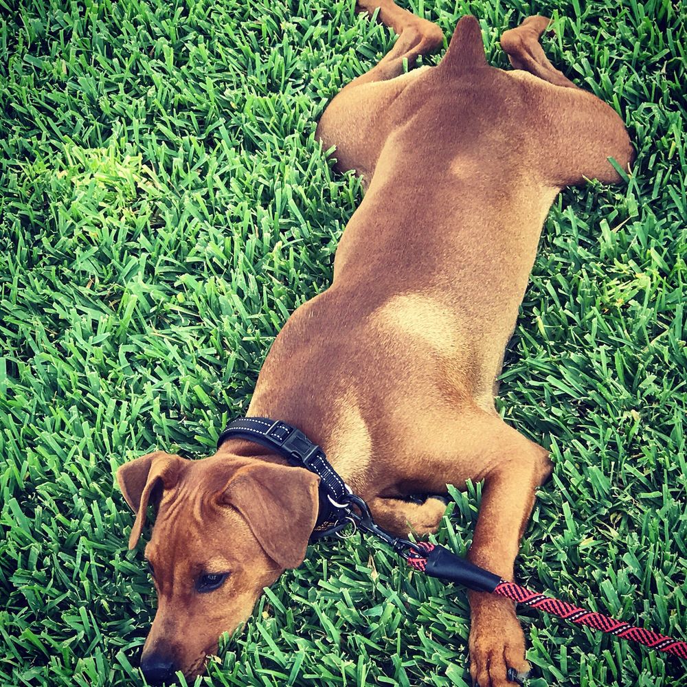 WagVille - Before the scars @ 5-months - Pet Training Near Me - Los Angeles, California