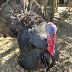 Branchton Farms - Turkey