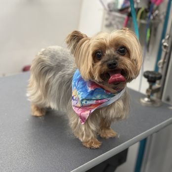 The Pet Necessities - Pet Groomers Near Me The Pet Necessities - Pet Groomers Near Me
