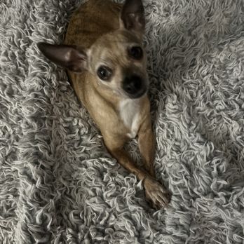 Paws And Claws - Pet Sitting Near Me Paws And Claws - Pet Sitting Near Me