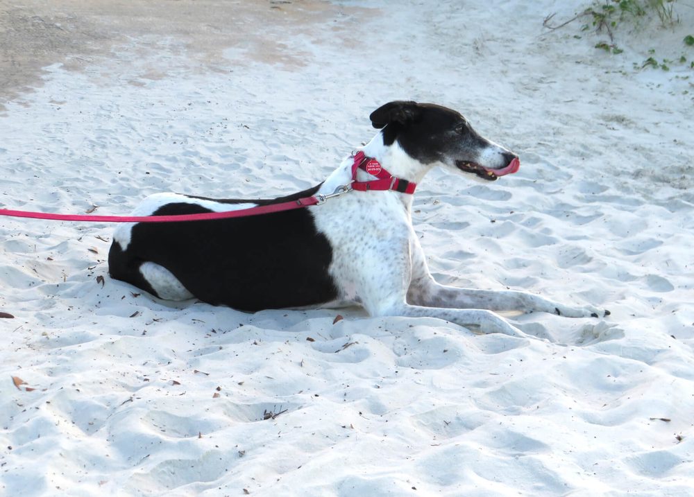 BARK N PURR KENNELS Updated August 2024 12 Photos 3930 Langford