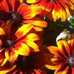 Berghausener Blumentopf