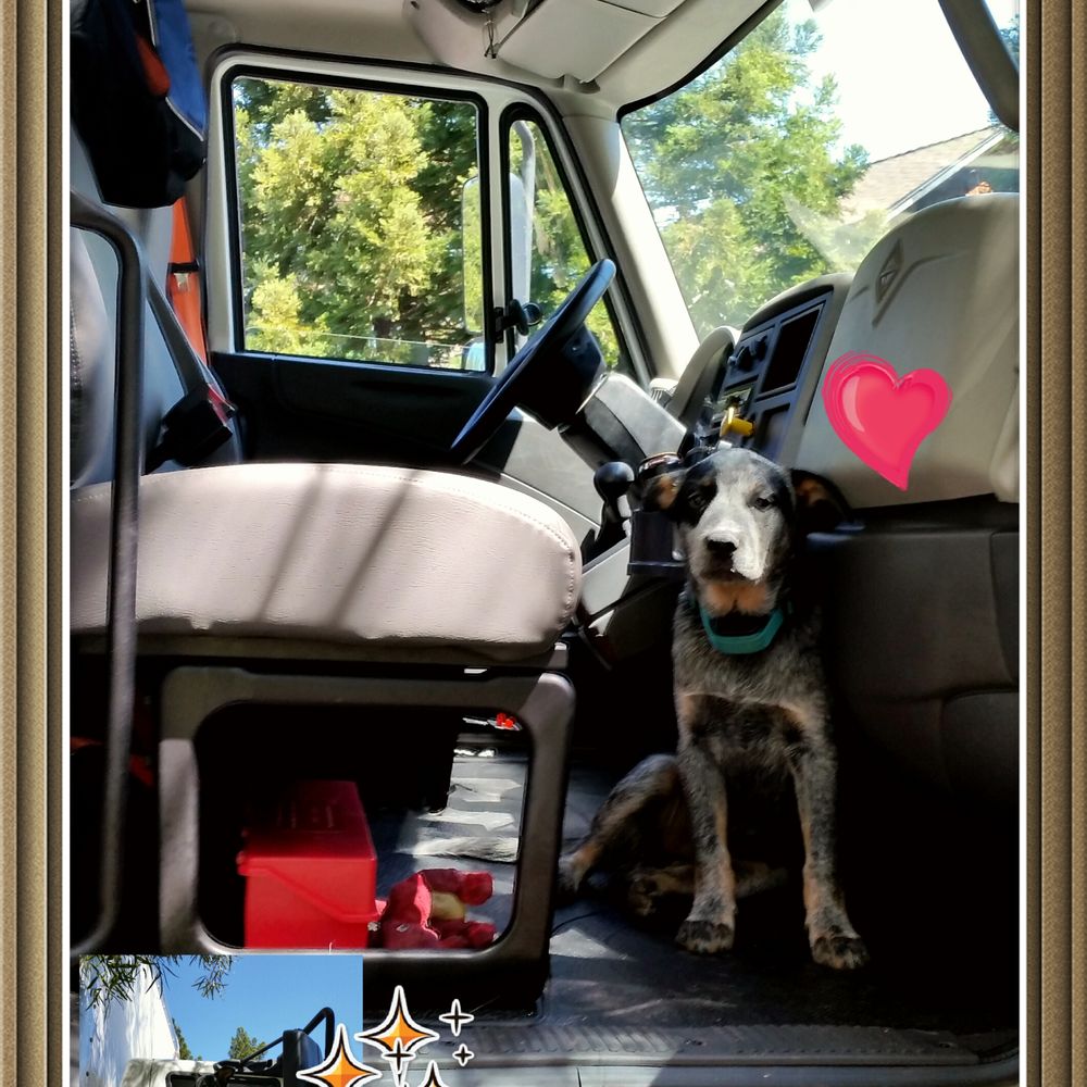 OCD Moving Services - Jack - the year was 2015 - waiting patiently in the truck while we are moving. - Movers Near Me - El Sobrante, California OCD Moving Services - Jack - the year was 2015 - waiting patiently in the truck while we are moving. - Movers Near Me - El Sobrante, California