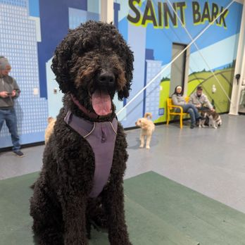 Saint Bark - Saint Bark - Dog Parks Near Me - Saint Paul, Minnesota Saint Bark - Saint Bark - Dog Parks Near Me - Saint Paul, Minnesota