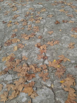 Parque de la Quinta de los Molinos by null