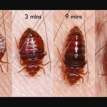 Integrity Pest Solutions - Bed Bugs change shape and color as they feed. - Pest Control Near Me - Groveport, Ohio Integrity Pest Solutions - Bed Bugs change shape and color as they feed. - Pest Control Near Me - Groveport, Ohio