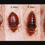 Photo of Integrity Pest Solutions
