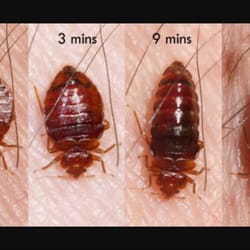 Integrity Pest Solutions - Bed Bugs change shape and color as they feed.