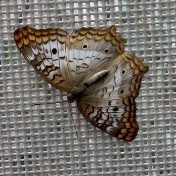 Marshall Butterfly Pavilion - White peacock - Botanical Gardens Near Me - Phoenix, Arizona